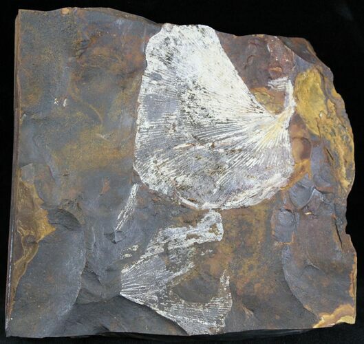 Fossil Ginkgo Leaf From North Dakota - Paleocene #29062